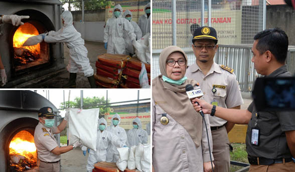 Barantan Cegah dan Musnahkan Bakteri Sangat Berbahaya Masuk RI via Soetta